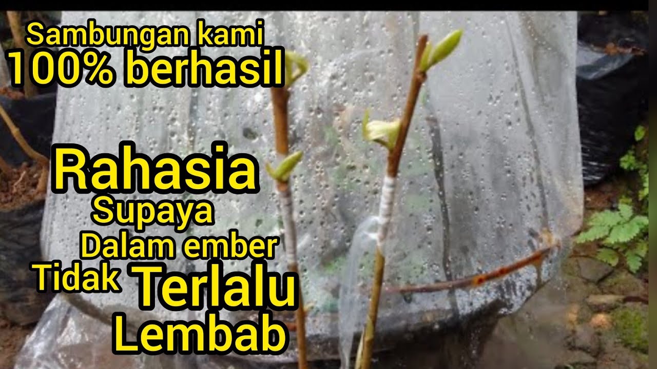 CARA SAMBUNG PUCUK DURIAN ( TEHNIK SILANG) DALAM EMBER YANG BENAR @Petani_kreatiff
