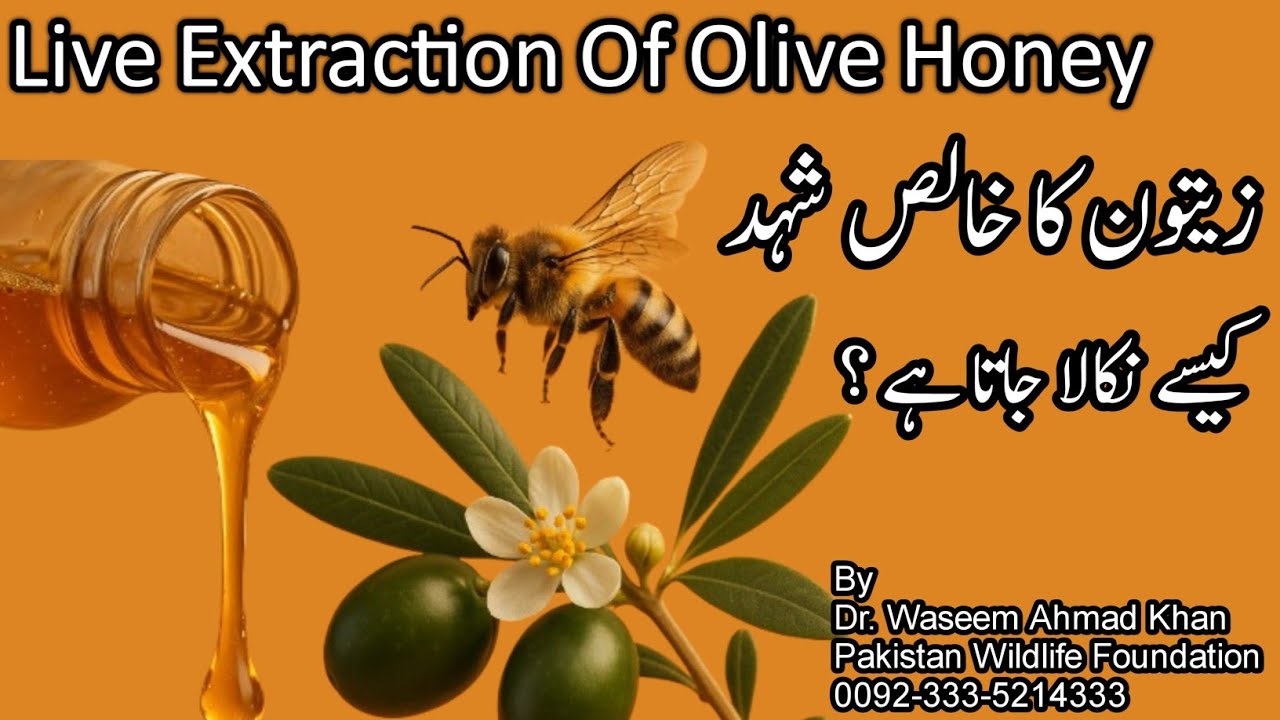 Live Extraction Of Olive Honey | Zaitoon Ka Khalis Shehad Kaisay Nikala Jata hai | Hoey Extraction
