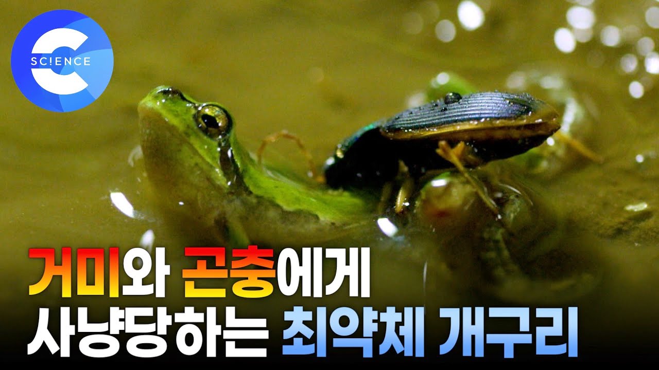 먹이 사슬 최하위 개구리? 자신보다 작은 곤충에게 잡아먹히는 개구리 | 약육강식