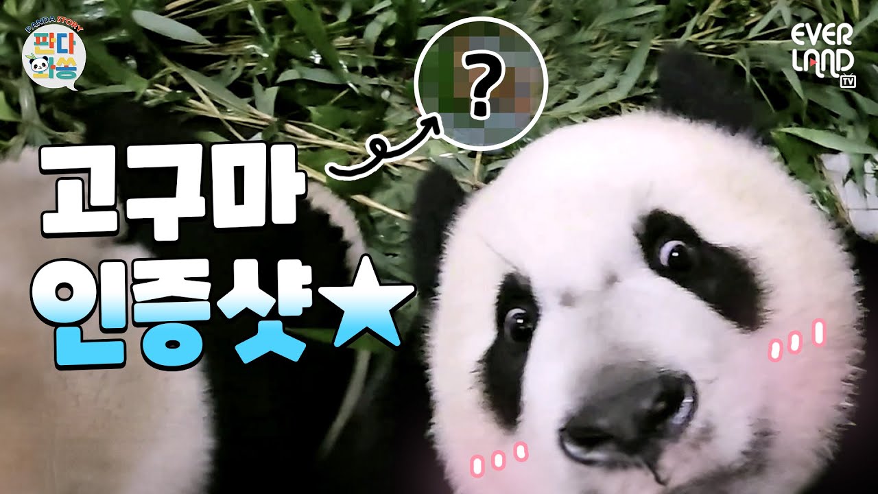[ENG]고구마 자랑하는 아기판다🐼｜#판다와쏭 #174