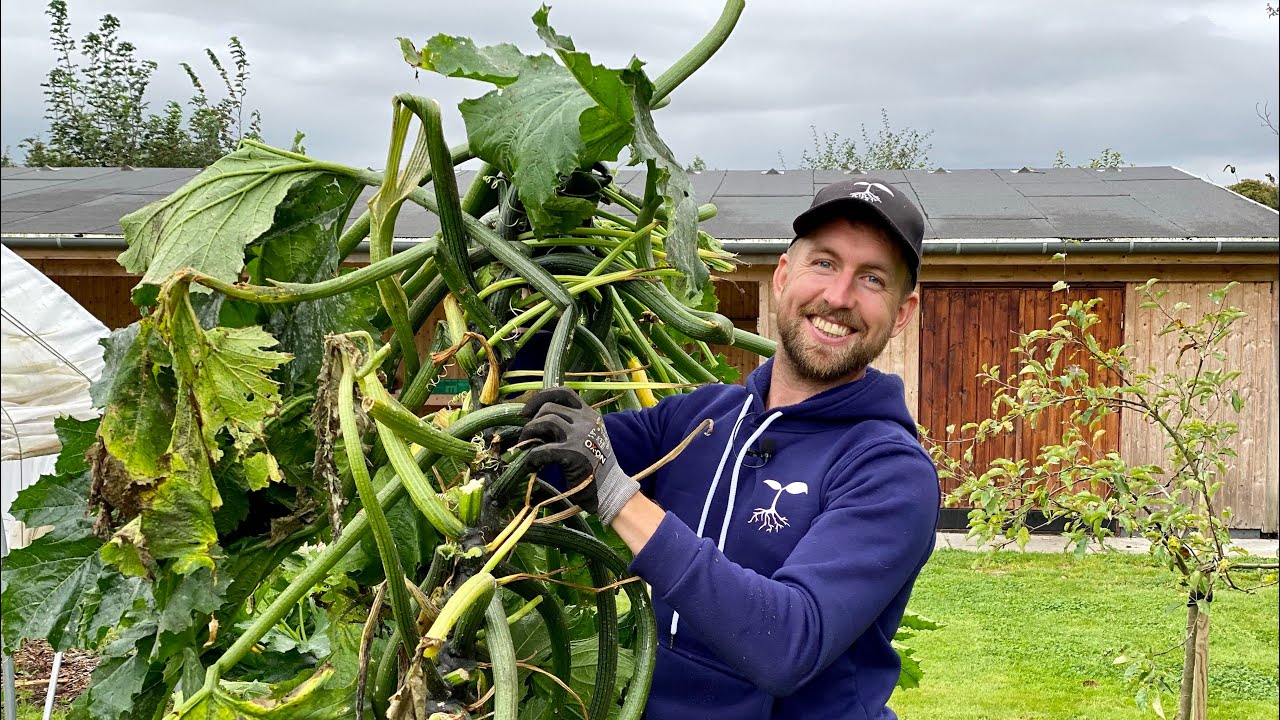 ‘EN PROFITABEL GRØNTSAG’ FARVEL TIL DE HØJELSKEDE ZUCCHINI PLANTER