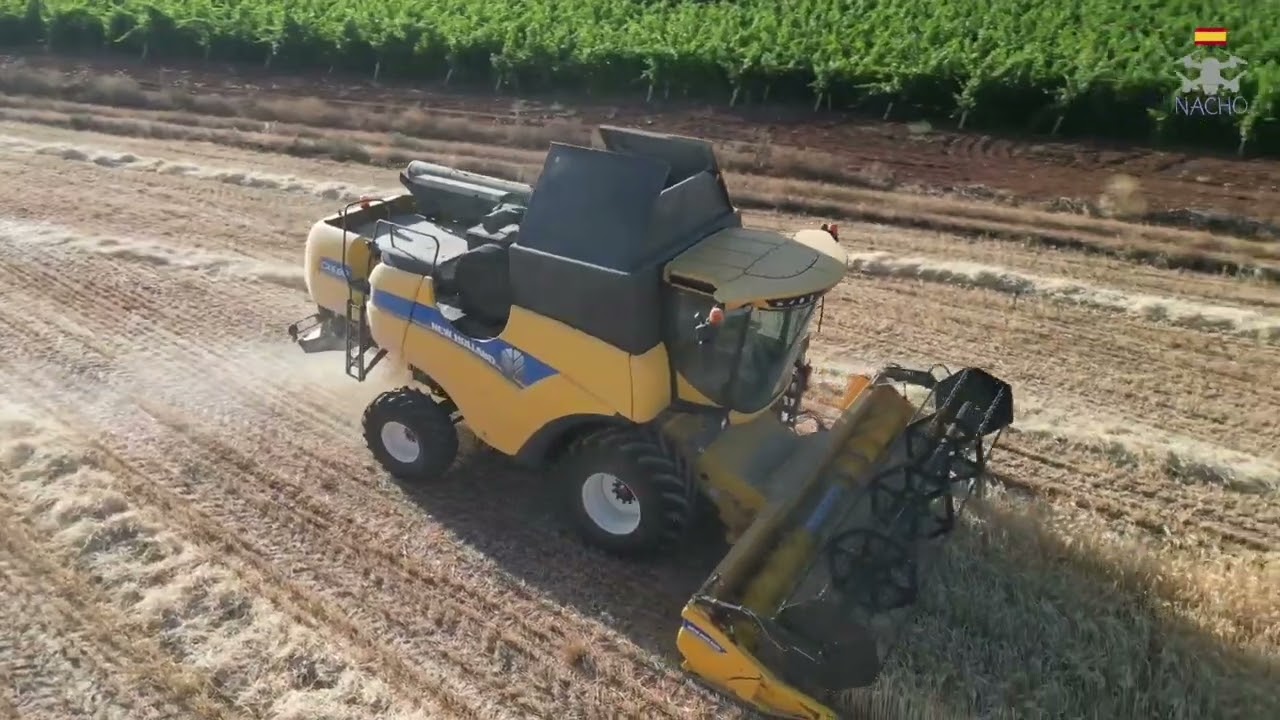 Siega cebada 2025, cosechadora New holland, Cosechando cebada.