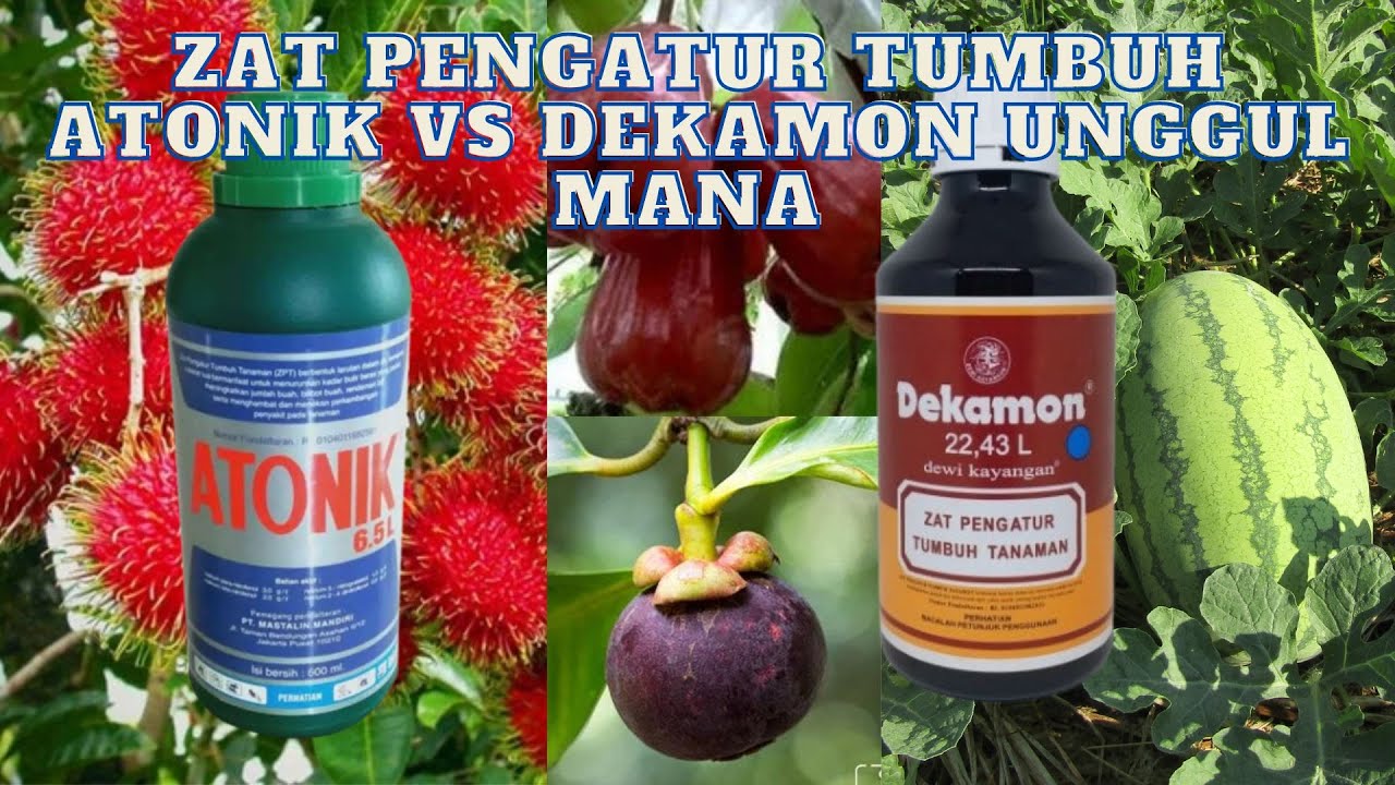 ZAT PENGATUR TUMBUH ATONIK Vs DEKAMON, UNGGUL MANA