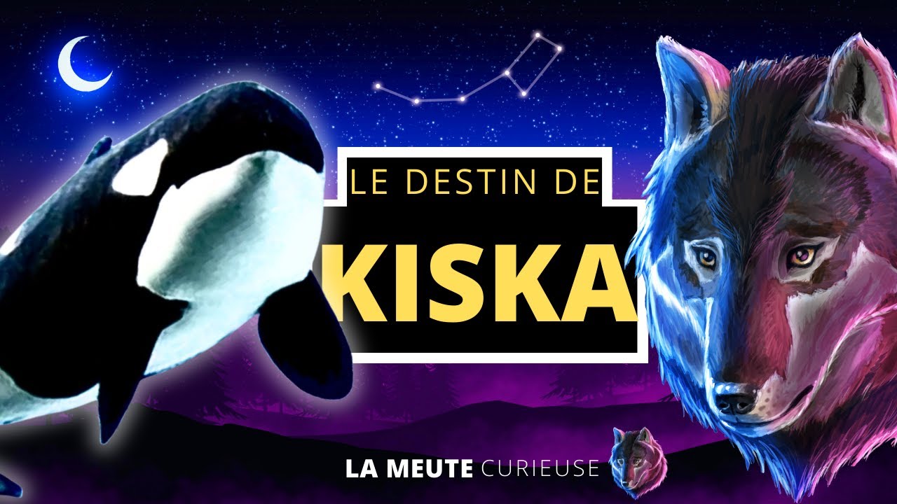 La triste histoire de Kiska l'Orque la plus Seule au Monde