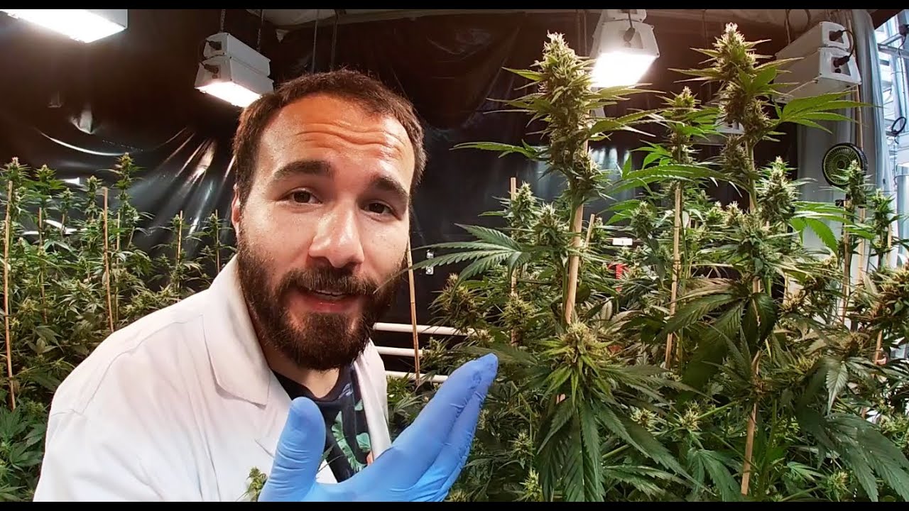 Fases de Cultivo Cannabis Medicinal 4