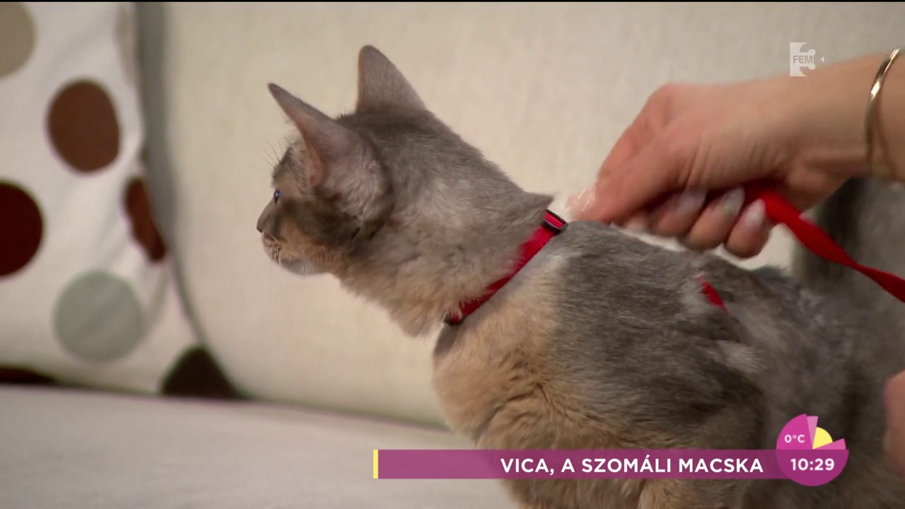 A legjátékosabb macskafajta még a labdát is visszahozza - tv2.hu/fem3cafe