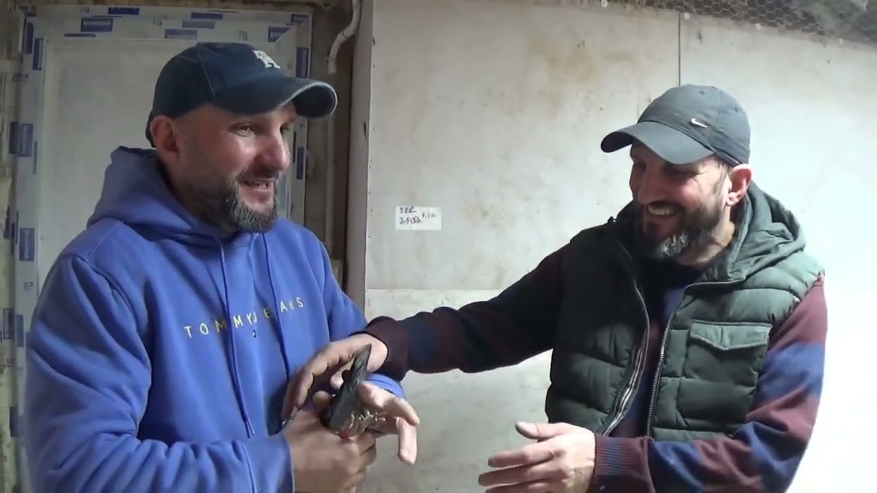 Columbofili tandemul Neagoe Adrian si George Romania porumbei reproductie 15 feb 2026 part 1