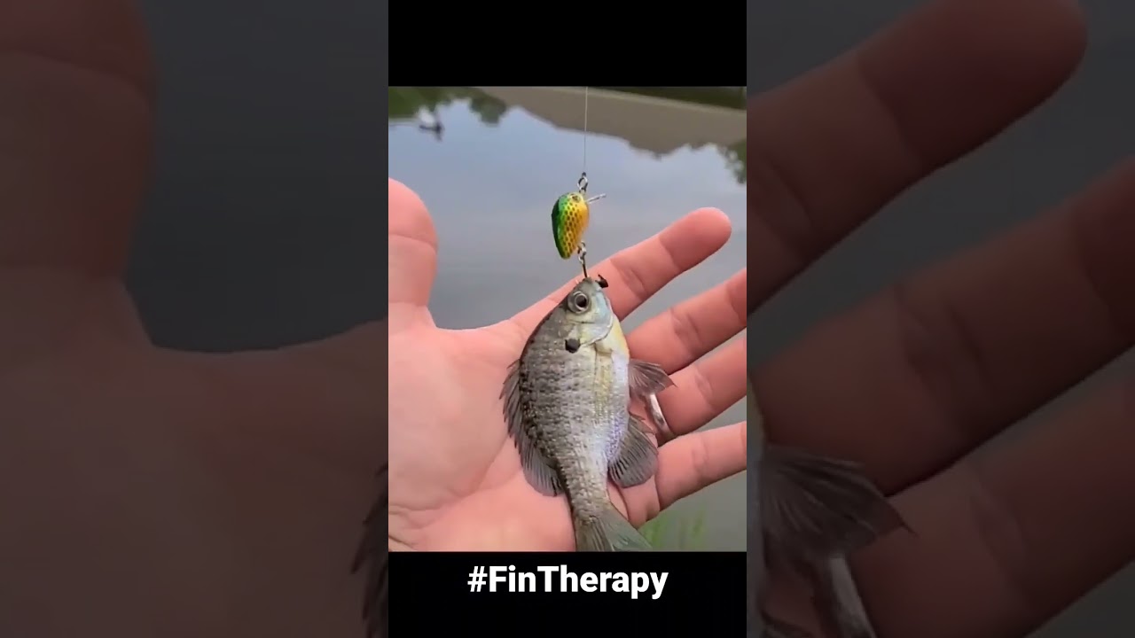 Tiny lure, tiny bluegill. @creme lure #FinTherapy