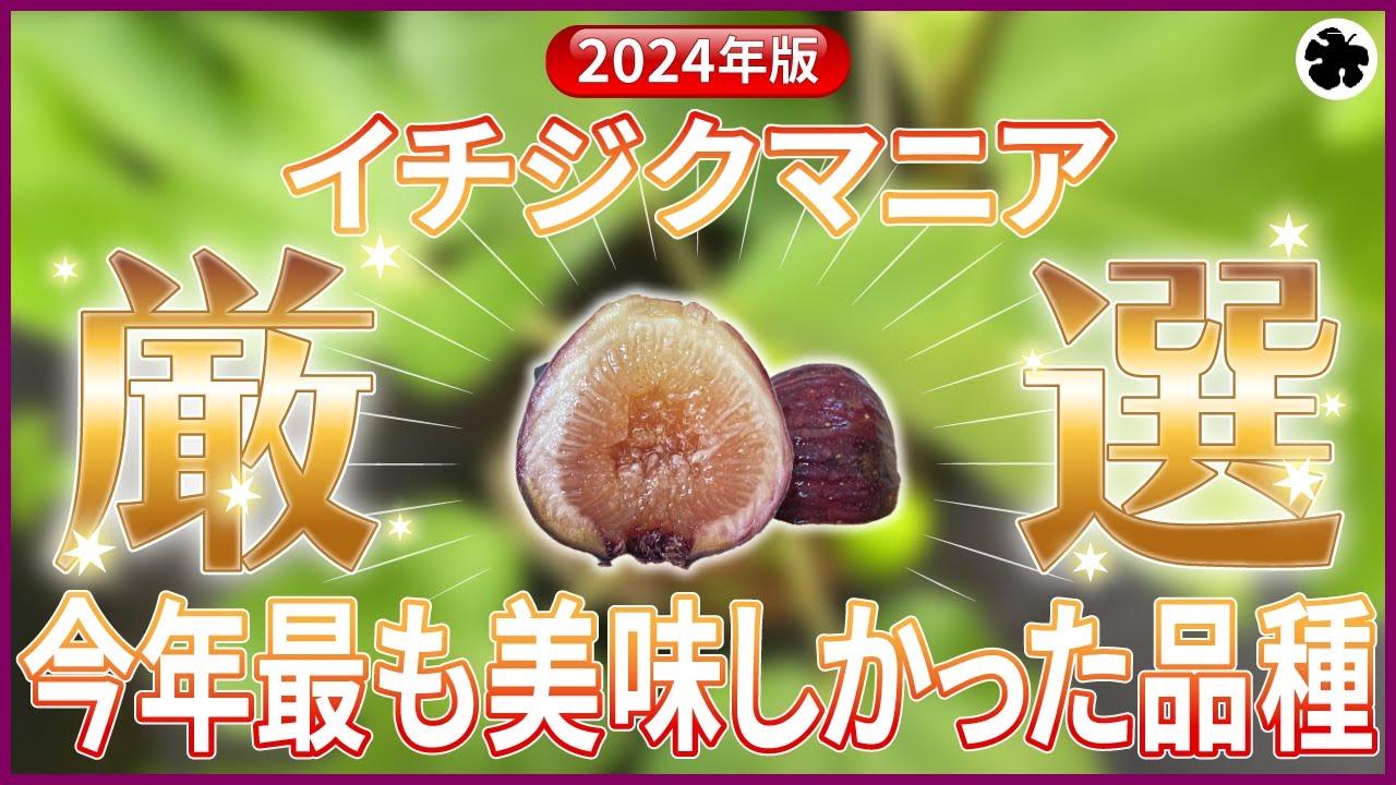 【2024年版】最も、美味しかったイチジク（育て方）