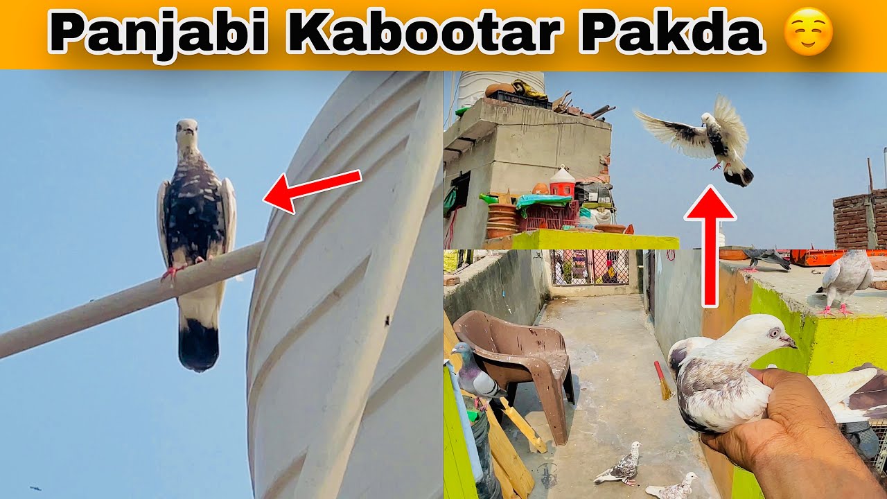 Aaj Panjabi Kabootar Pakda ☺️