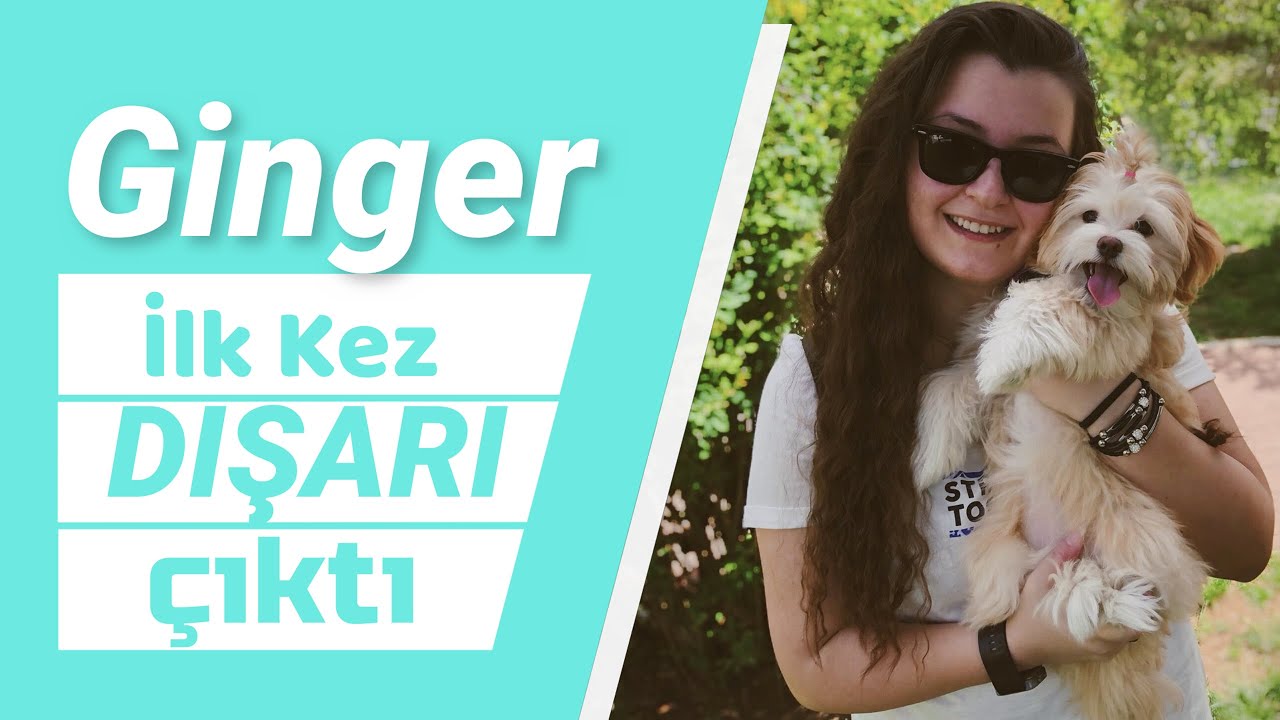 4 AYLIK YAVRU KÖPEĞİMİ İLK KEZ DIŞARIYA ÇIKARDIM