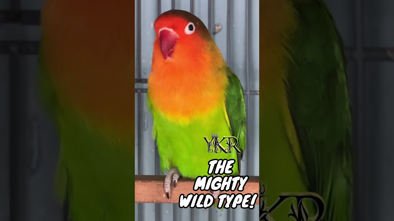 Wild Type Lovebird #lovebirds #onlineearning #bird