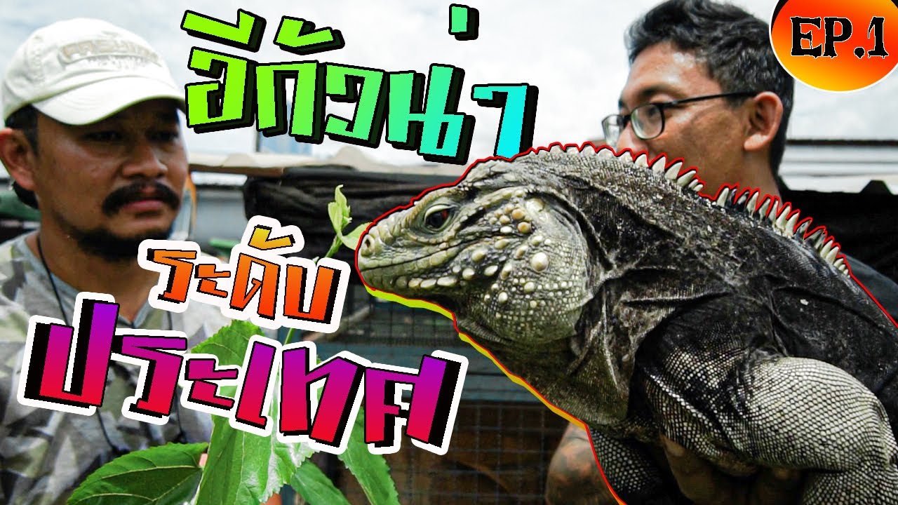 เปิดฟาร์มระดับประเทศ ตอน ที่สุดเรื่องอีกัวน่า EP.1