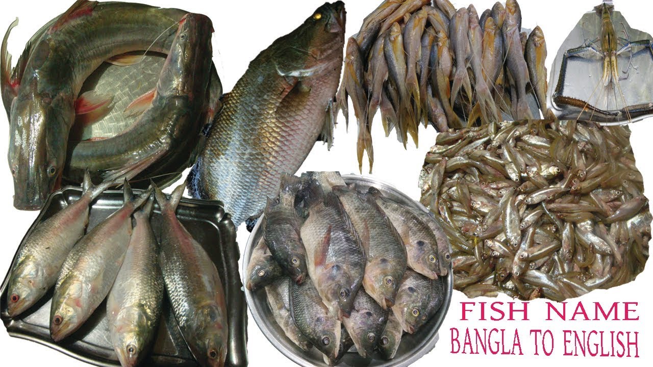 নাম সহ কিছু বাংলাদেশি মাছ চিনে রাখুন/Bangladeshi Fish Name Learning/বাংলাদেশী নামসহ কিছু মাছ চিনুন।