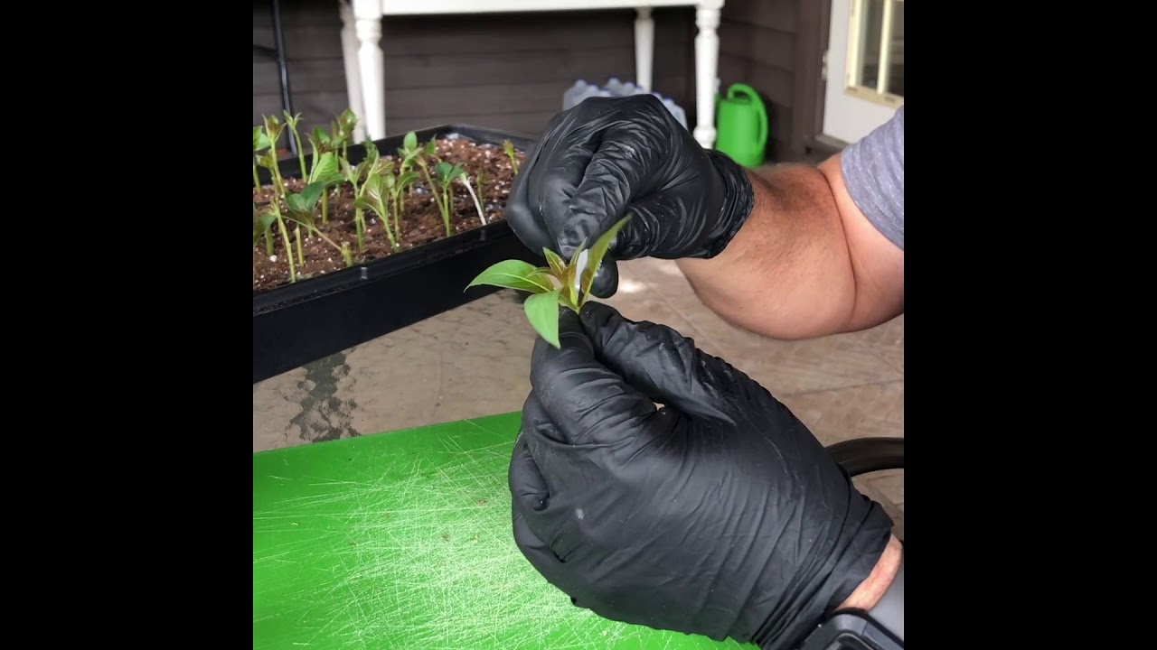 Propagating a Fire Bush