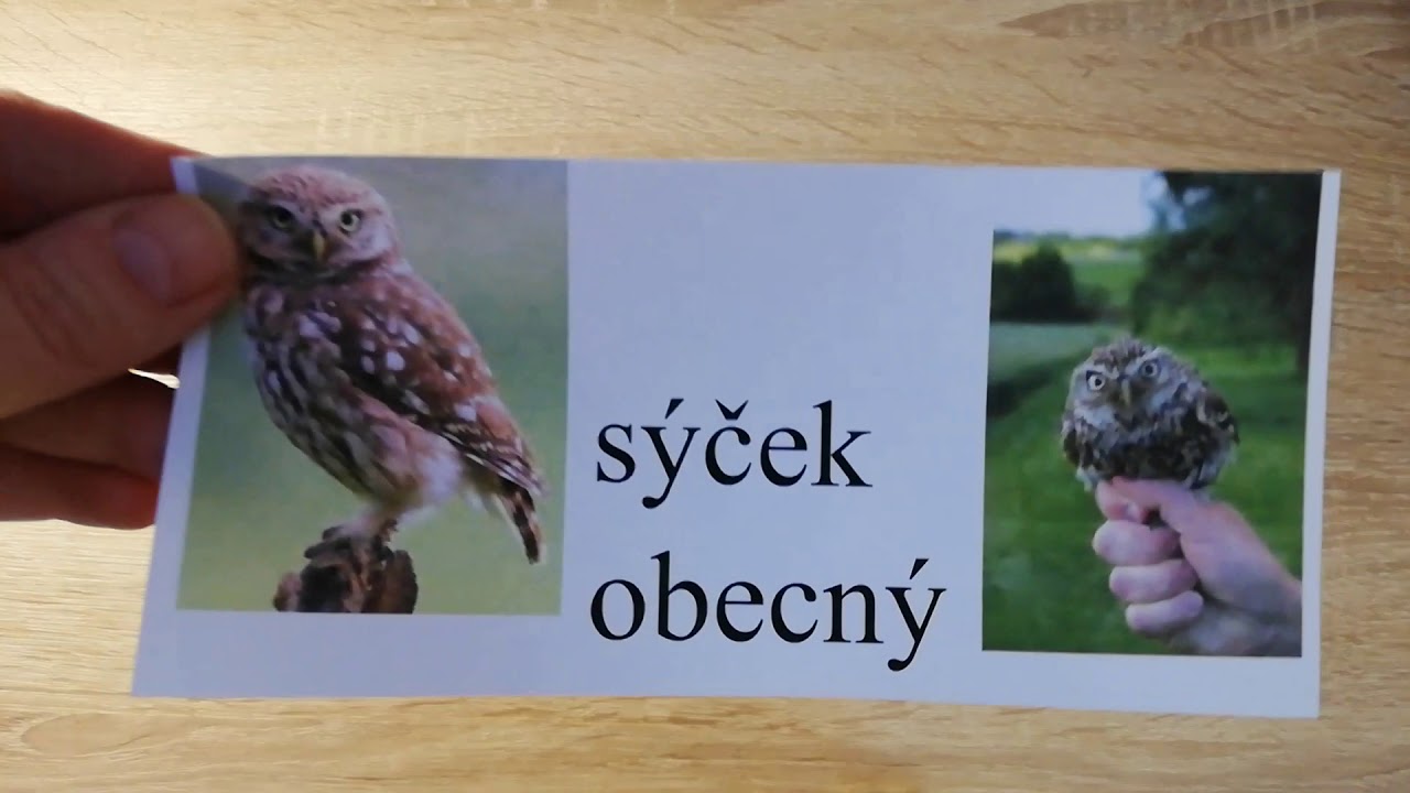 Vyjmenovaná slova po S - procvičování