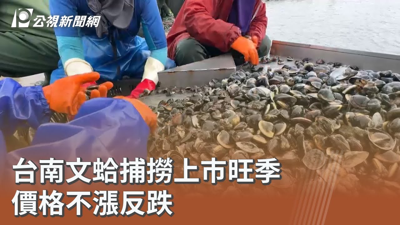 台南文蛤捕撈上市旺季 價格不漲反跌｜20260210 公視午間新聞