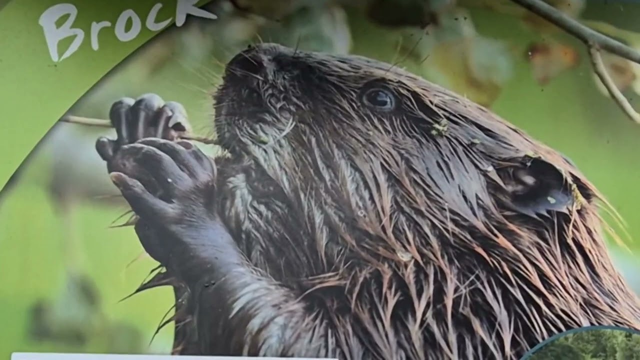 Hermalle-sous-Argenteau