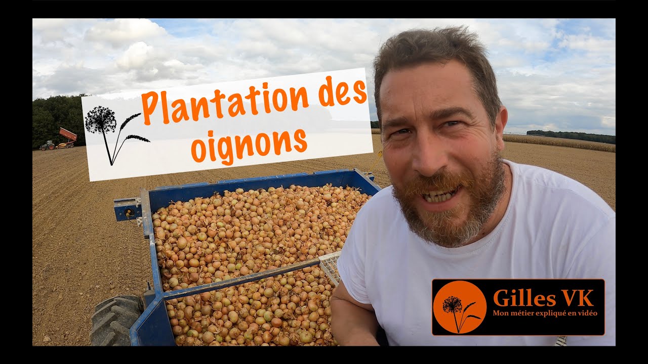 Une plantation des oignon compliquée !