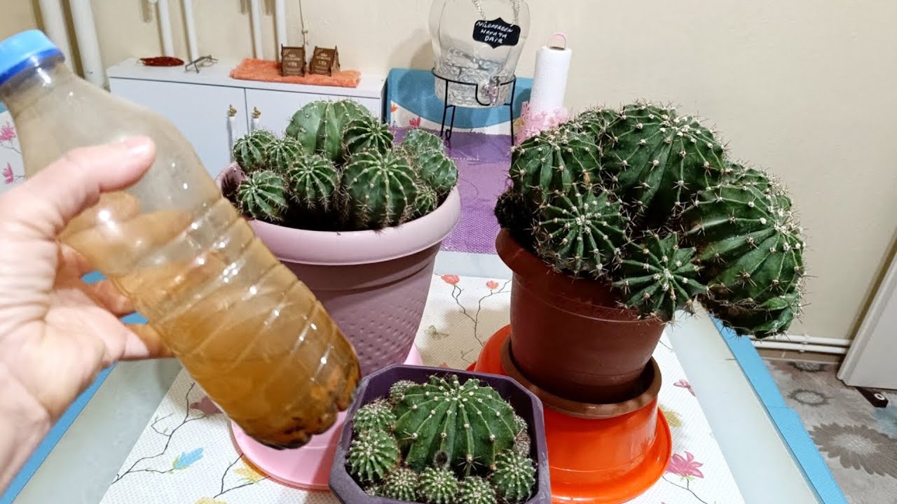 KAKTÜS BAKIMI 🌵 KAKTÜSLERİ KIŞ UYKUSUNA YATIRMADAN ÖNCE BU KÜRDEN MUTLAKA VERİN 👍