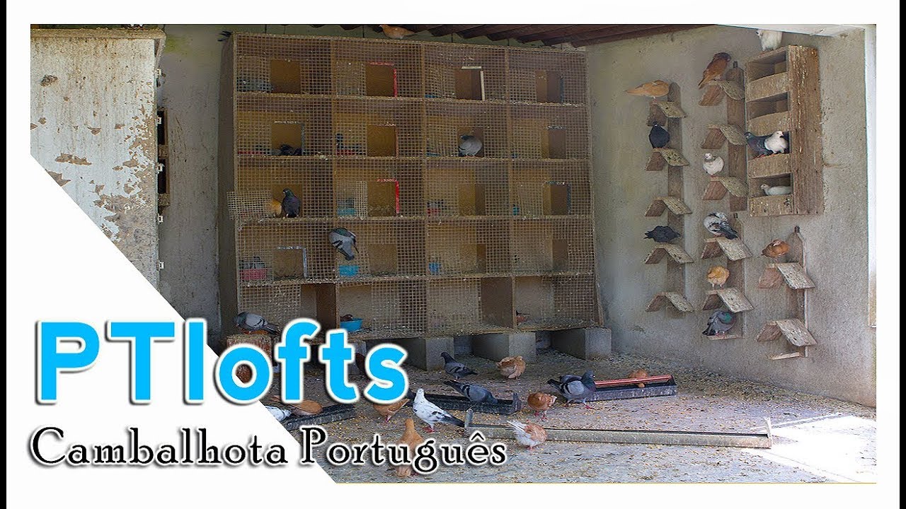 Portuguese Tumblers pigeons pigeon loft