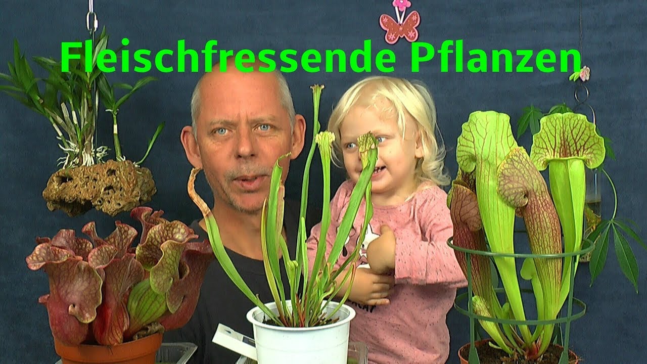 Schlauchpflanze Kannenpflanze und Sonnentau Pflanzen