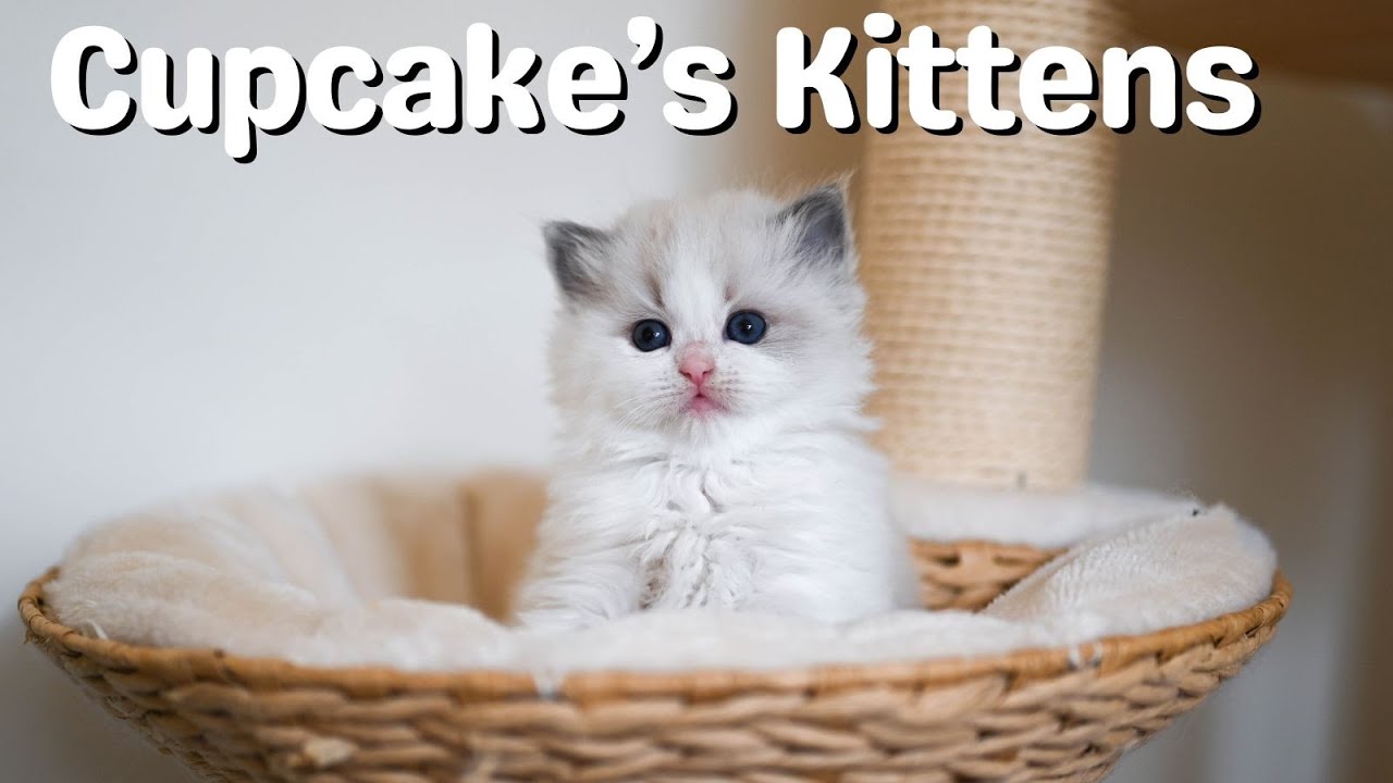 Cute Ragdoll Kittens Growing Up | Kittens Meowing and Playing