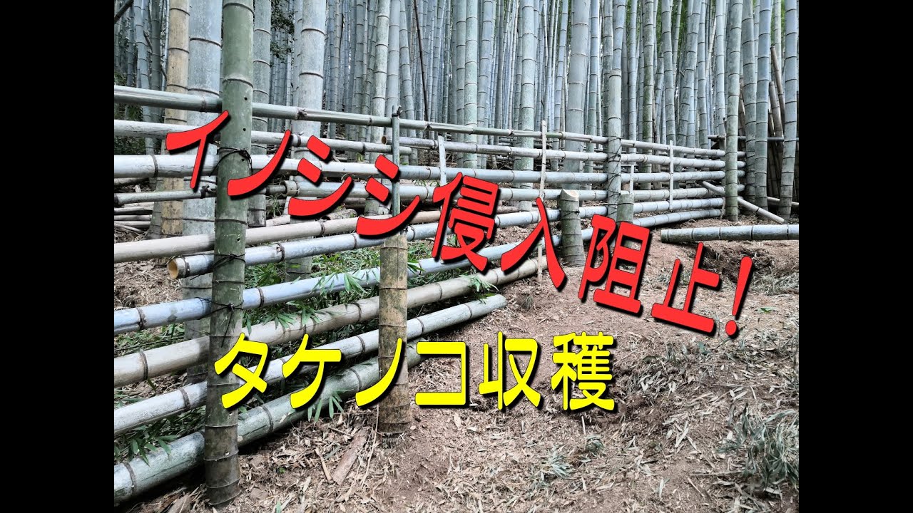 【竹山整備 No.10】タケノコが獲れました！Bamboo mountain care