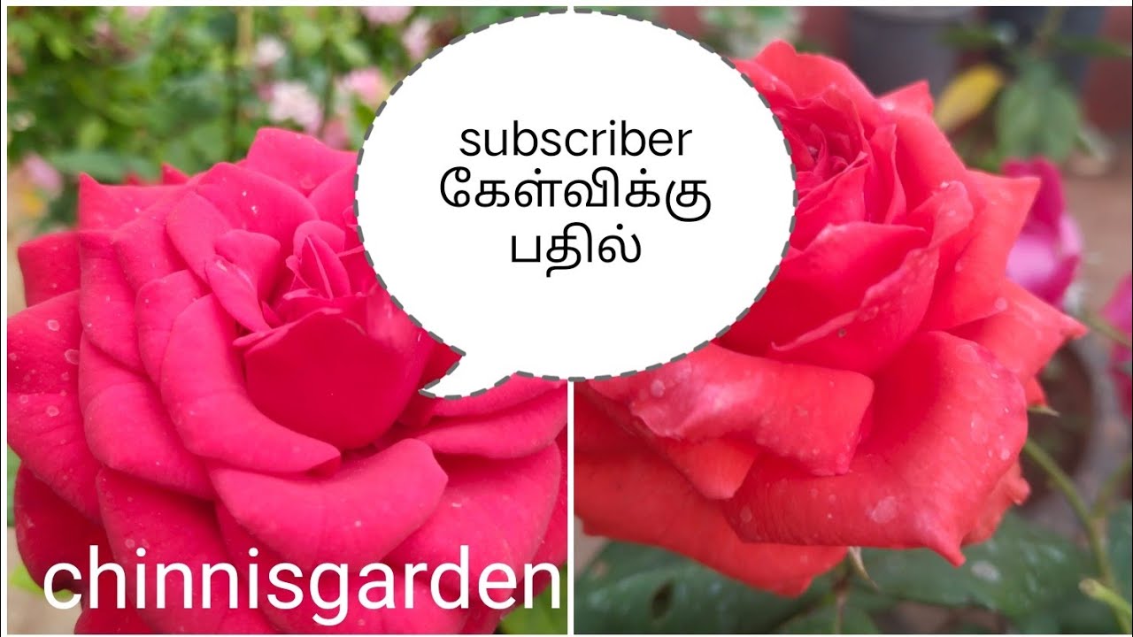 Online rose how to grow how to care correct process #rosecaring #ytvideoes 