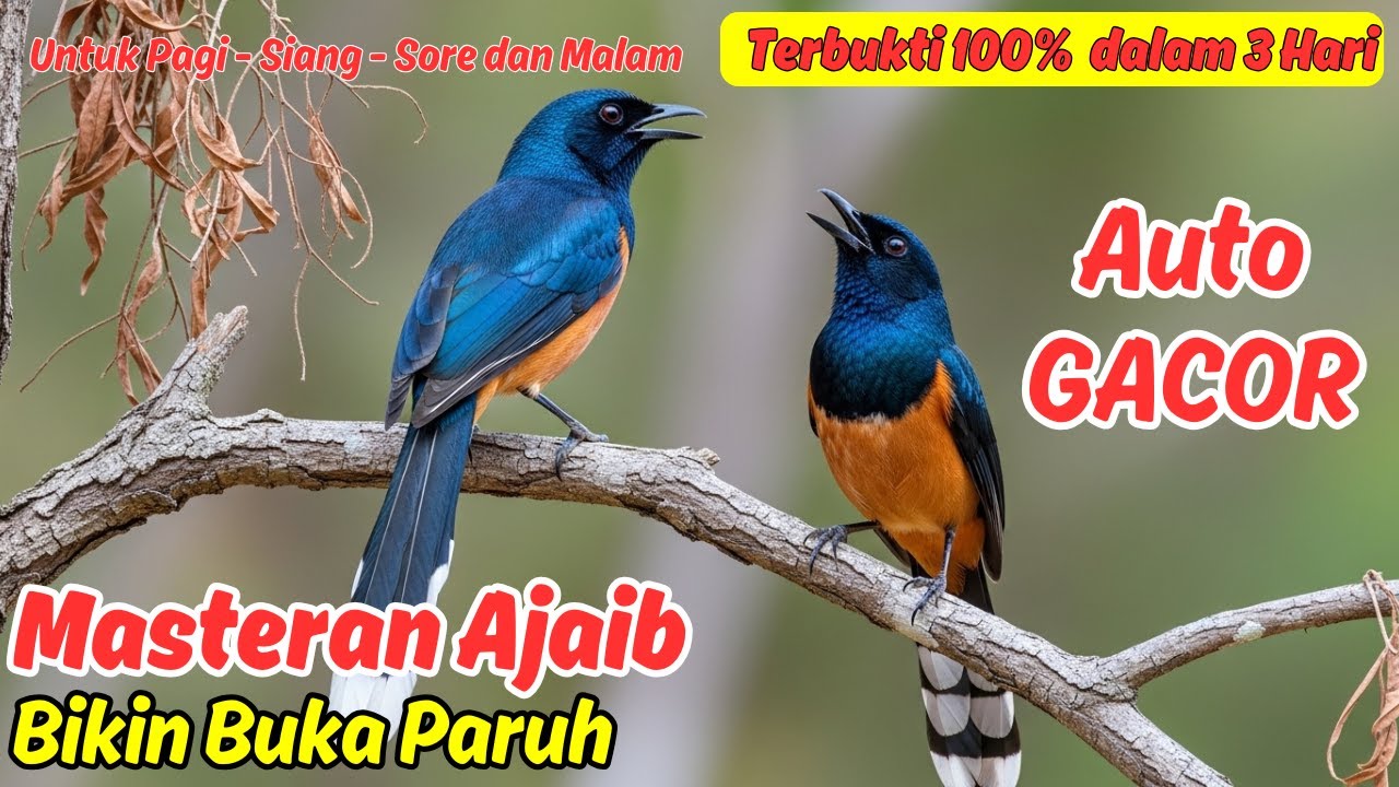 Masteran Murai Batu Gacor, Cepat Nyamber dan Emosi