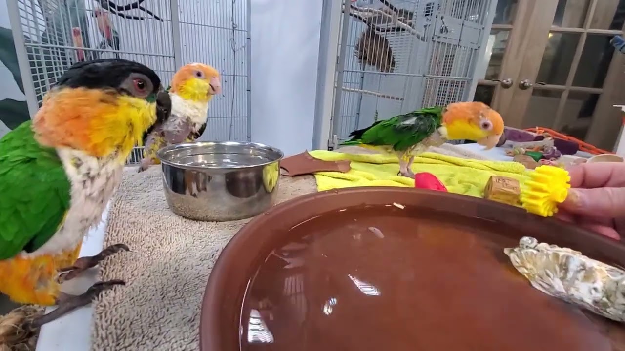 Добро пожаловать обратно на нашу последнюю перемену в эту среду 😁