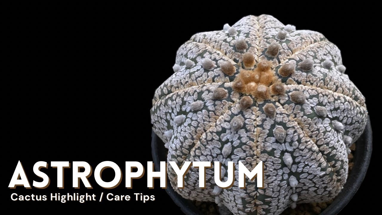 Astrophytum Cactus Care and How to Make them Flower