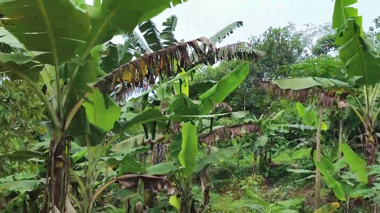 Dijual lahan kebun murah