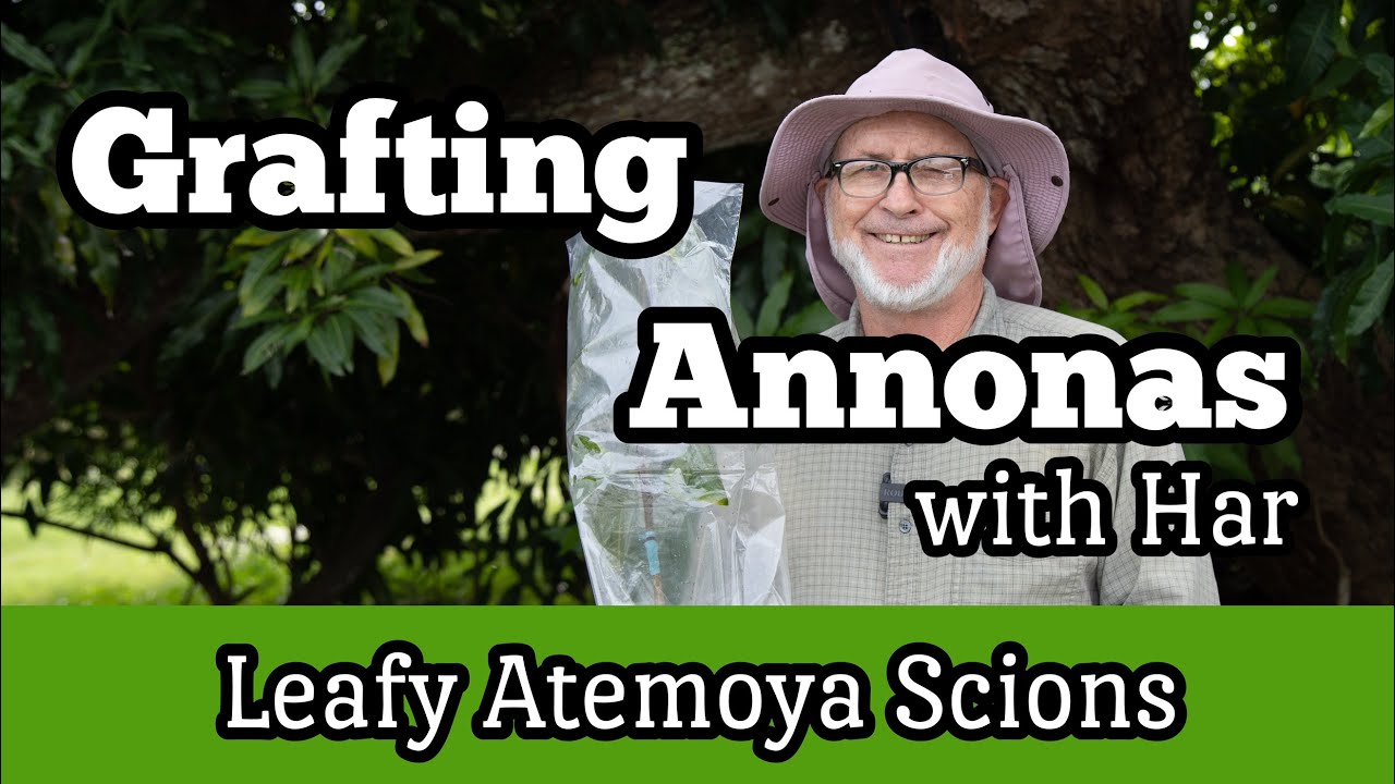 Grafting Annonas with Har | Leafy Atemoya Scions