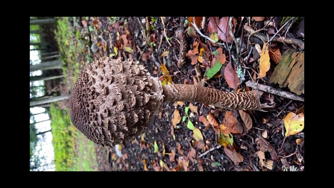 Absolute Parasol Eskalation Anfang Oktober, Pilze überall!🍄🌳