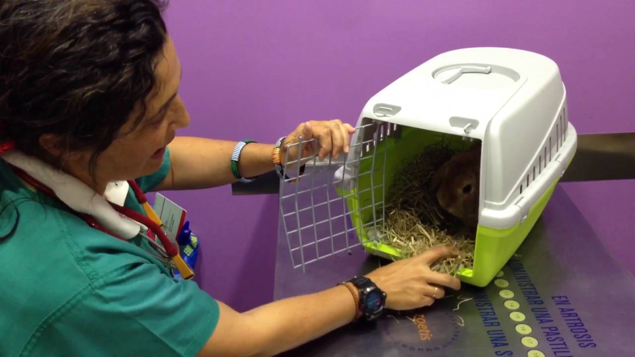 OLA DE CALOR, consejos para que tus mascotas no sufran - Veterinario Animales Exóticos