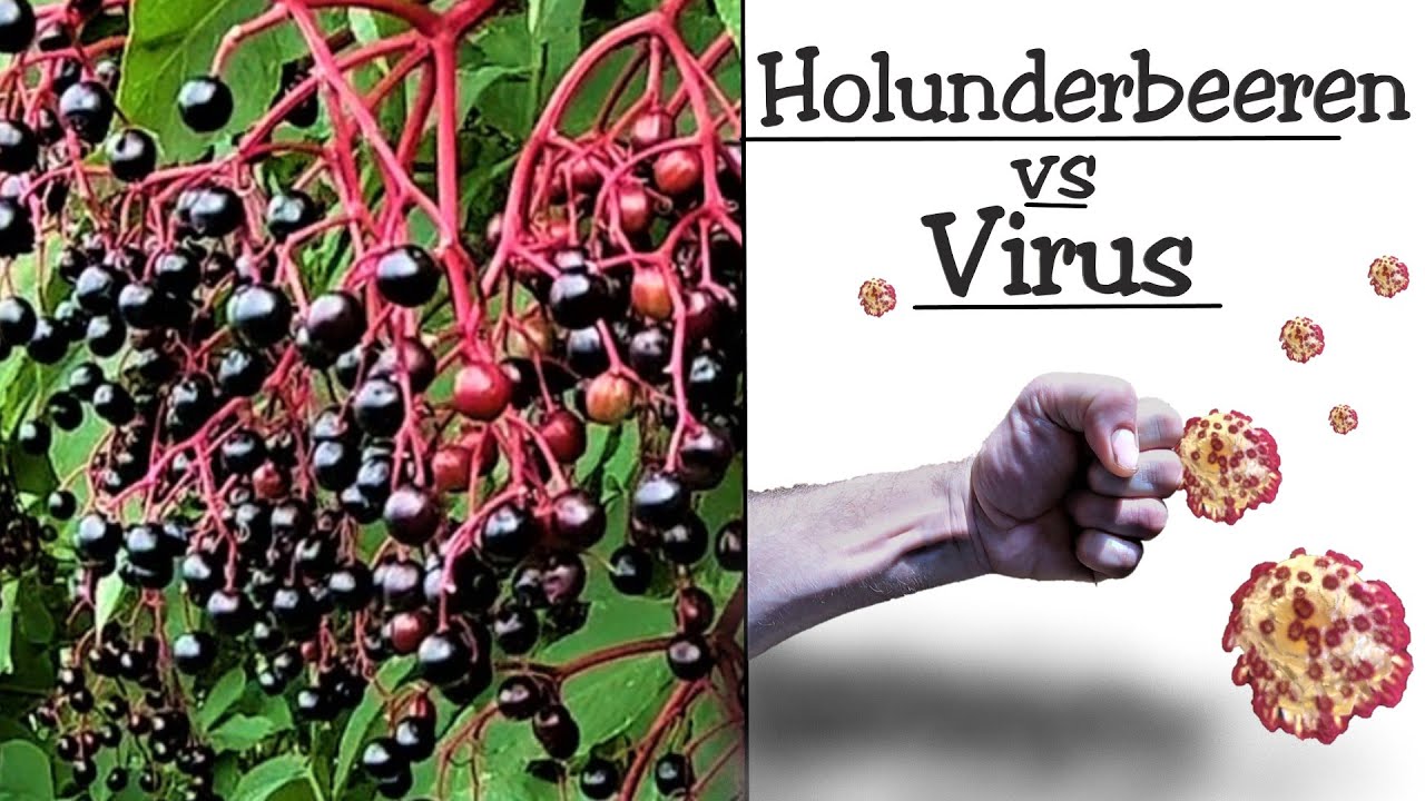 Holunderbeerensaft gegen Grippe und Erkältung
