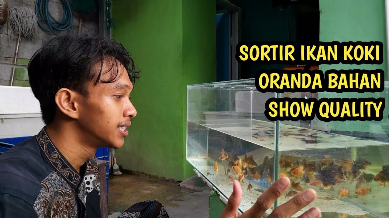 TIPS MEMILIH IKAN MASKOKI BAHAN SHOW QUALITY DARI BABY