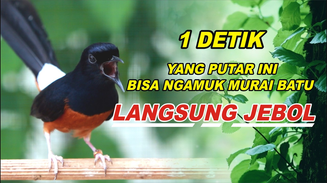PANCINGAN MURAI BATU BONGKAR ISIAN, NAIKKAN EMOSI MURAI BATU MALAS BUNYI AGAR GACOR