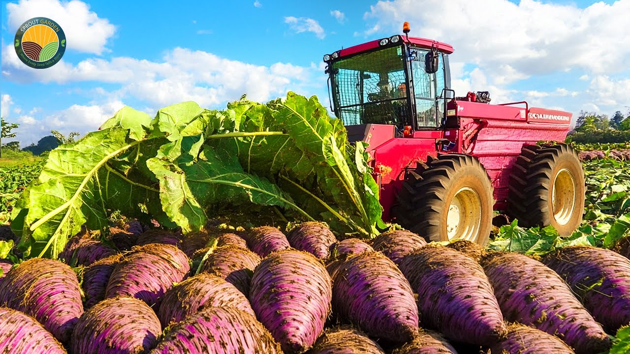 How Japan Farmers Harvest Taro Steam - Taro Steam Cultivation | Farming Documentary