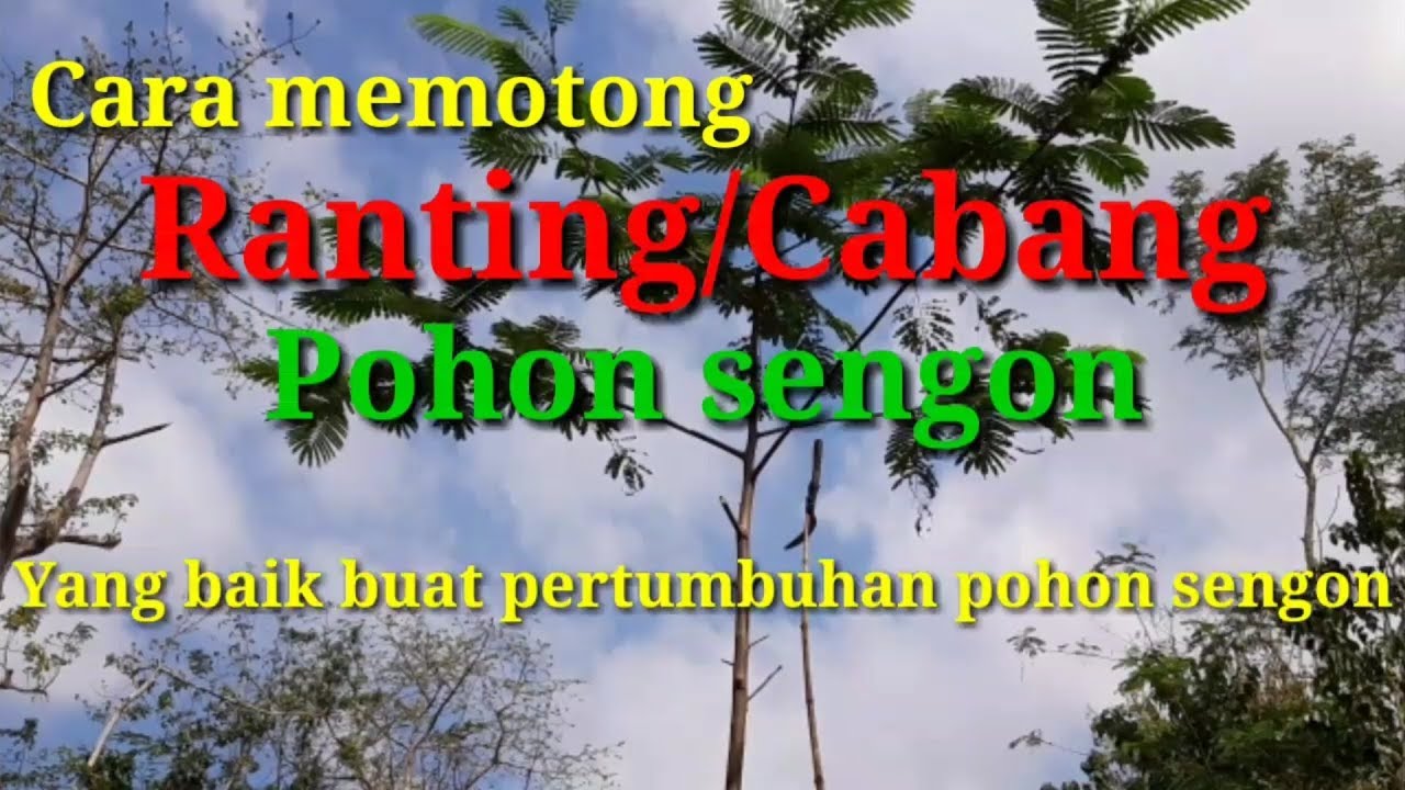 Cara memotong cabang kayu sengon yang benar