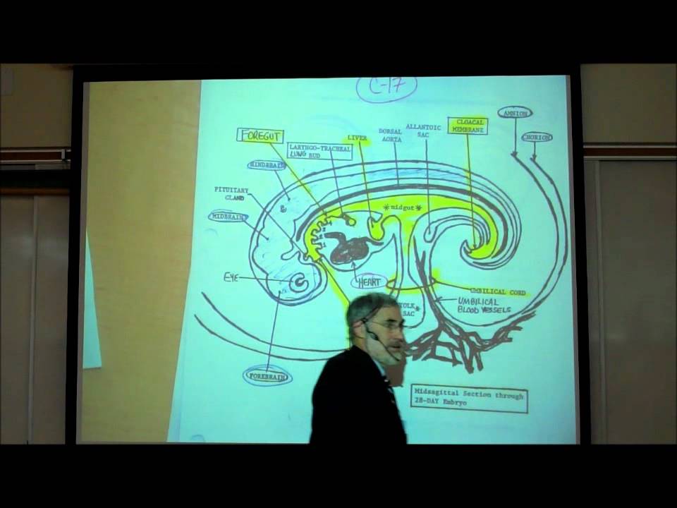 INTRO TO HUMAN EMBRYOLOGY; PART 2 by Professor Fink