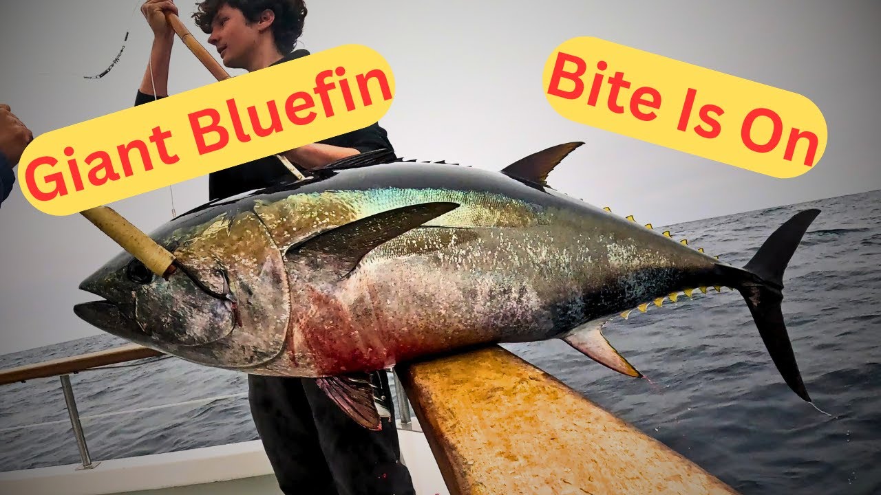 Giant Bluefin Tuna The Bite Is On New Lo-An Sportfishing Point Loma Landing HeartAche & Exhilaration