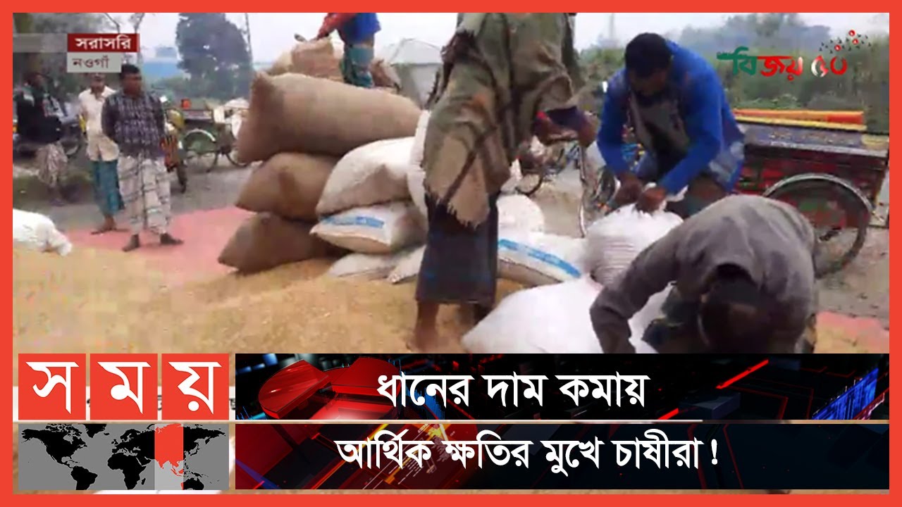 নওগাঁর হাটে বেড়েছে আমন ধানের সরবরাহ | Aman Paddy Price | Naogaon | Business News