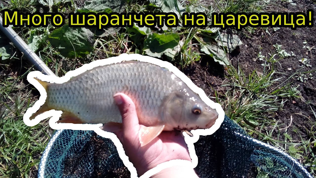 Риболов на шаран №1 Много шаранчета на царевица от платен водоем!