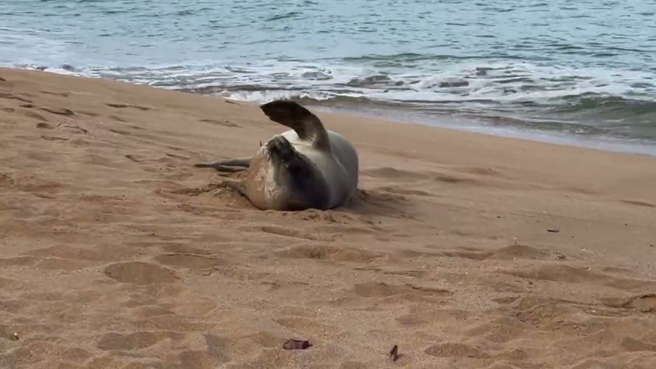 Monk seal “Malea” RQ66