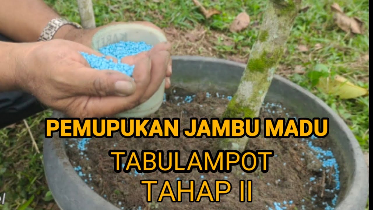 PEMUPUKAN JAMBU MADU TABULAMPOT TAHAP KEDUA