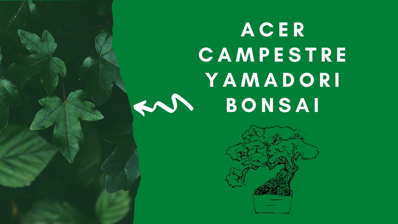 Acer campestre yamadori bonsai (Bonsai Diary) #1