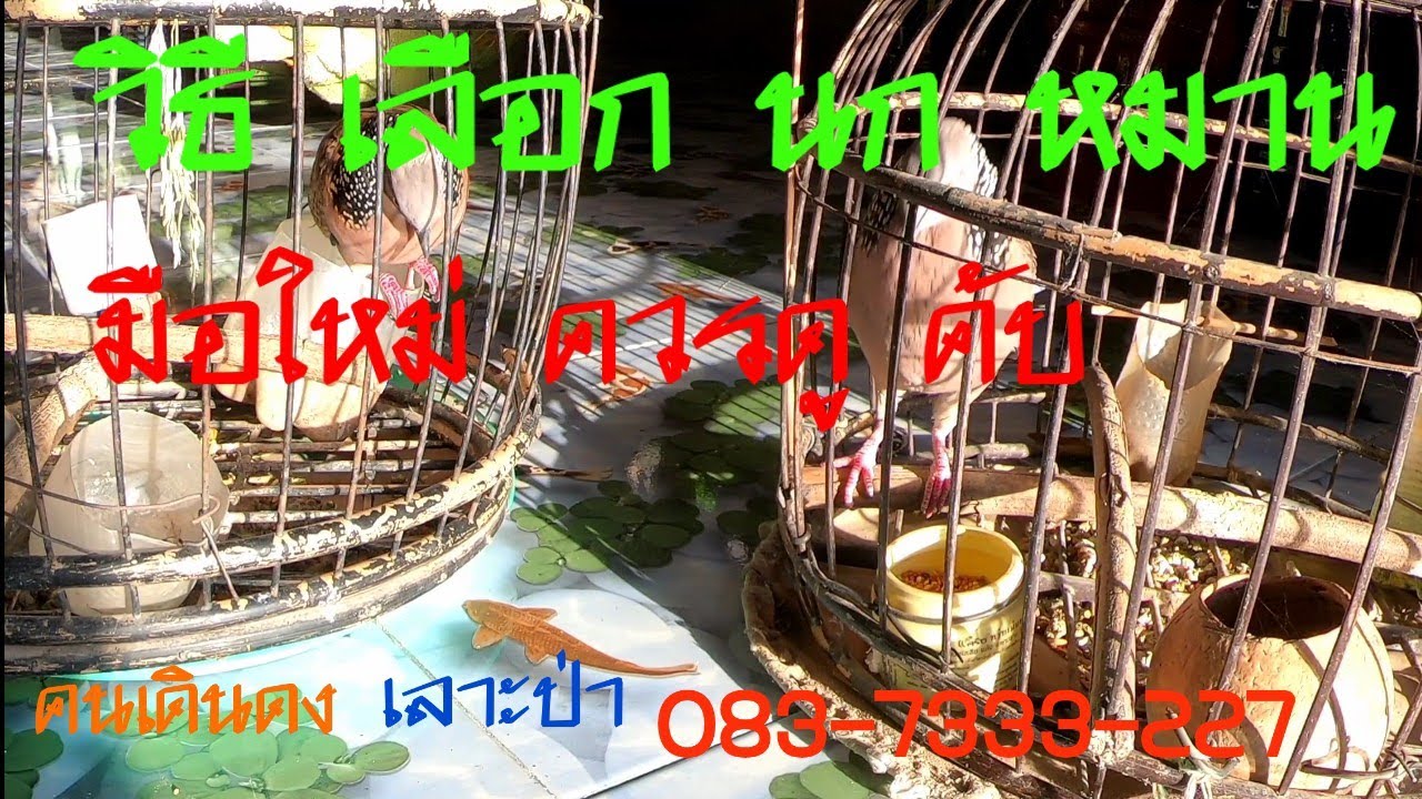 คลิป? นี้มือใหม่ควรรู้  วิธีเลือก (นกหมานๆ  )