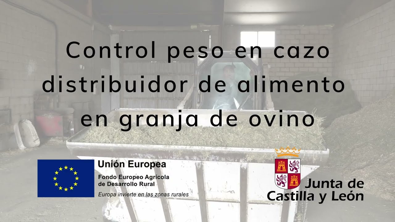 CONTROL PESO EN CAZO DISTRIBUIDOR DE ALIMENTO EN GRANJA DE OVINO